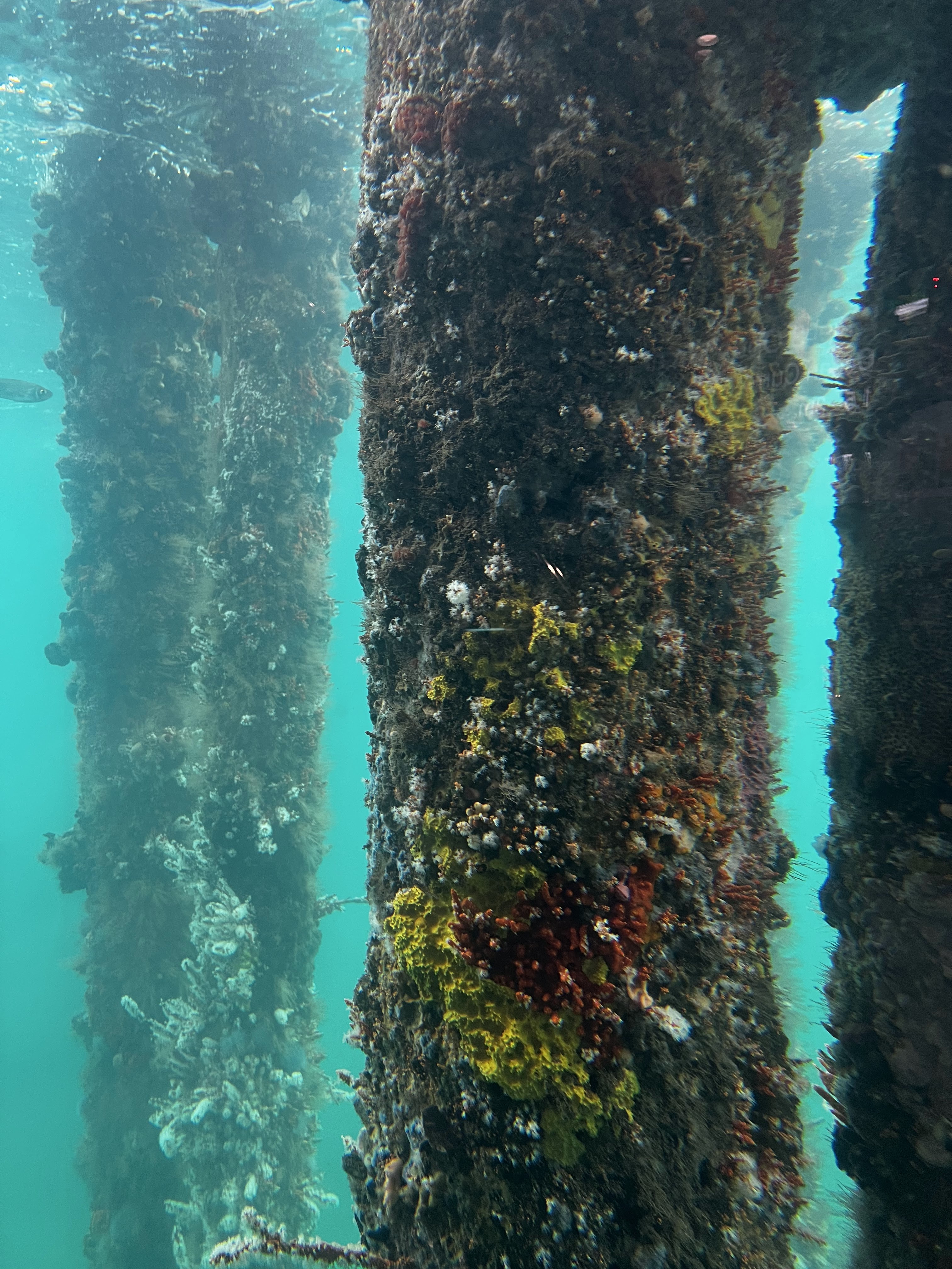 Busselton Jetty, Marine Life and a Squid Surprise